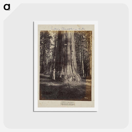 アートポストカード-Mammoth Tree Grove
 - エドワード マイブリッジ Postcard.