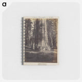 アートメモ帳-Mammoth Tree Grove
 - エドワード マイブリッジ Memo.
