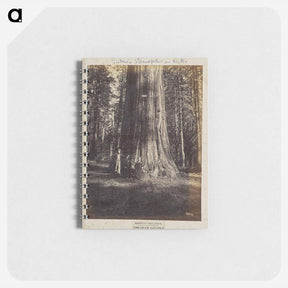 アートメモ帳-Mammoth Tree Grove
 - エドワード マイブリッジ Memo.