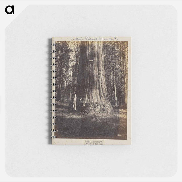 アートメモ帳-Mammoth Tree Grove
 - エドワード マイブリッジ Memo.