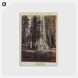 アートポストカード-Mammoth Tree Grove
 - エドワード マイブリッジ Postcard.