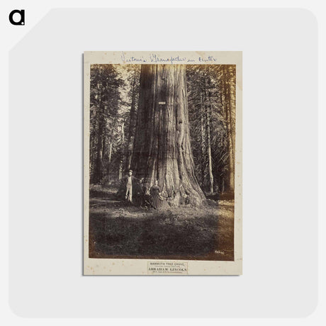 アートポストカード-Mammoth Tree Grove
 - エドワード マイブリッジ Postcard.