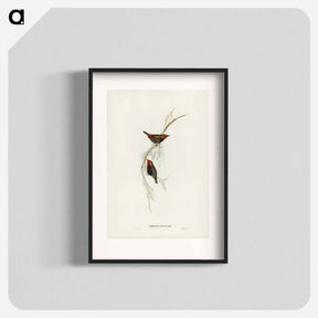 アートポスター-Painted Finch
 - ジョン グールド Poster.