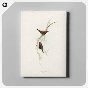 アートパネル-Painted Finch
 - ジョン グールド Canvas.