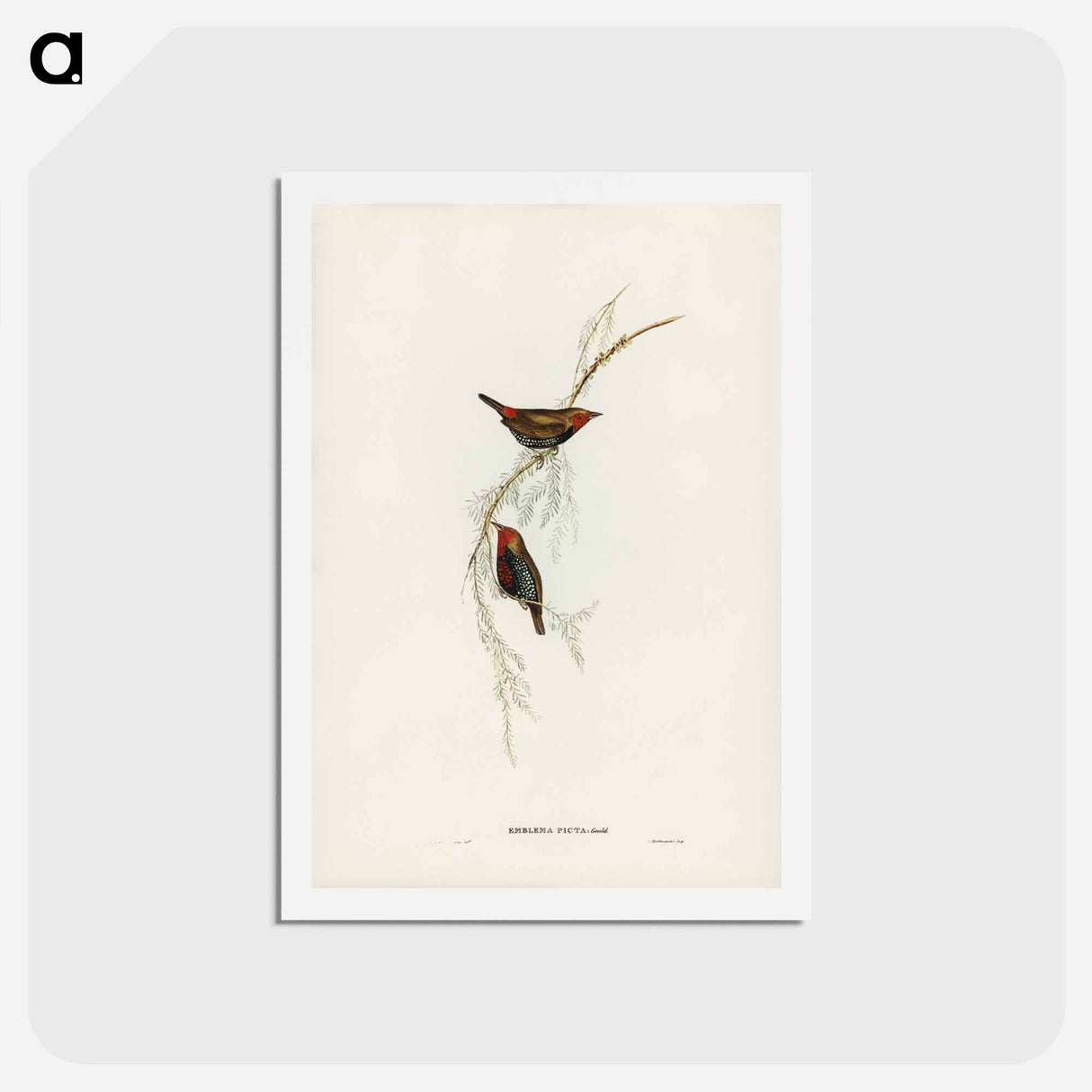 アートポストカード-Painted Finch
 - ジョン グールド Postcard.
