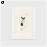 アートポストカード-Painted Finch
 - ジョン グールド Postcard.
