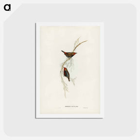 アートポストカード-Painted Finch
 - ジョン グールド Postcard.