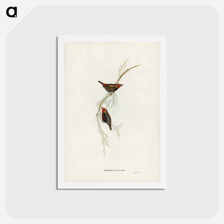 アートポストカード-Painted Finch
 - ジョン グールド Postcard.