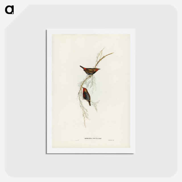 アートポストカード-Painted Finch
 - ジョン グールド Postcard.