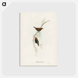 アートポストカード-Painted Finch
 - ジョン グールド Postcard.