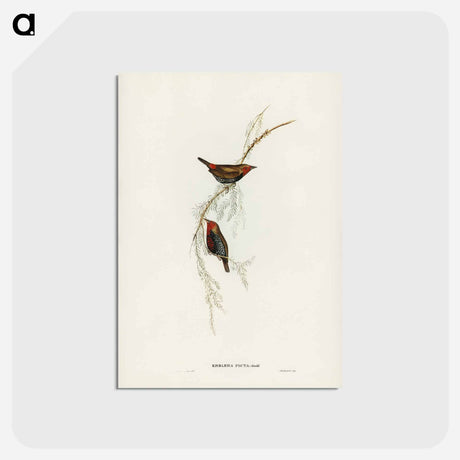 アートポストカード-Painted Finch
 - ジョン グールド Postcard.