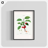 Cherry (Cerasus) - Pierre Joseph Redouté Poster.