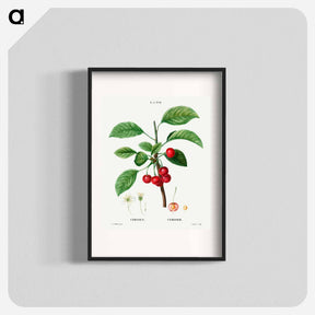 アートポスター-Cherry (Cerasus) - ピエール ジョゼフ ルドゥーテ Poster.