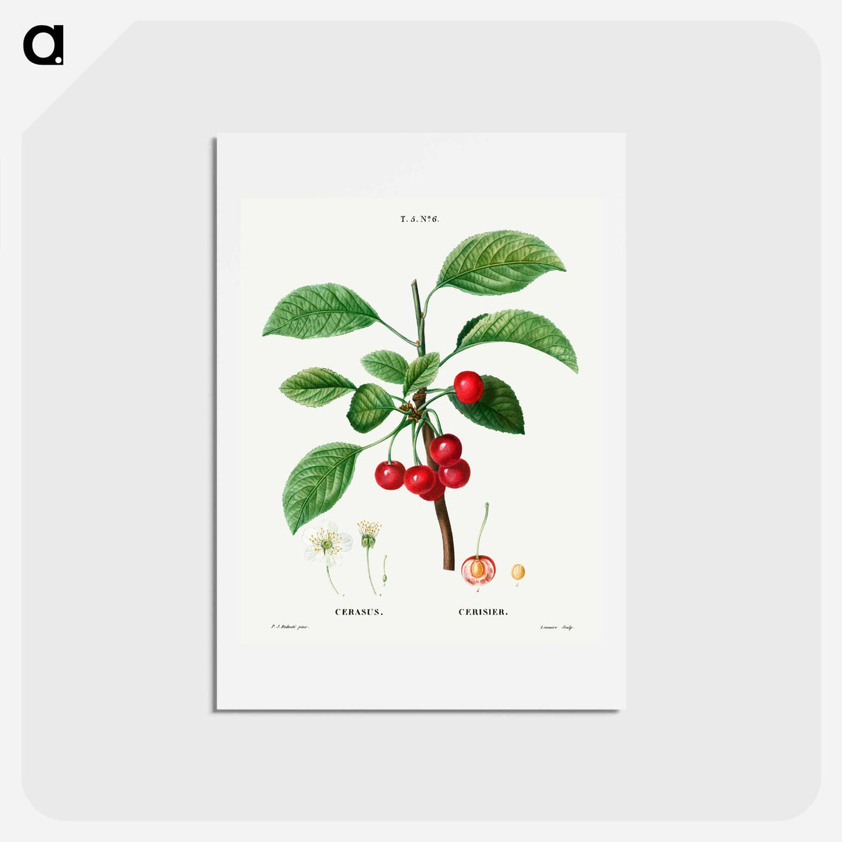 アートポストカード-Cherry (Cerasus) - ピエール ジョゼフ ルドゥーテ Postcard.