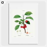 Cherry (Cerasus) - Pierre Joseph Redouté Poster.