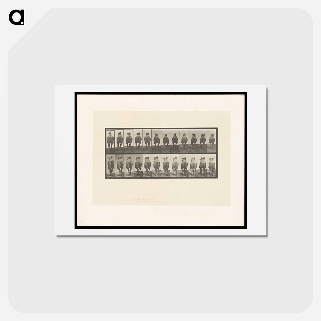 アートポストカード-Camel Walking
 - エドワード マイブリッジ Postcard.