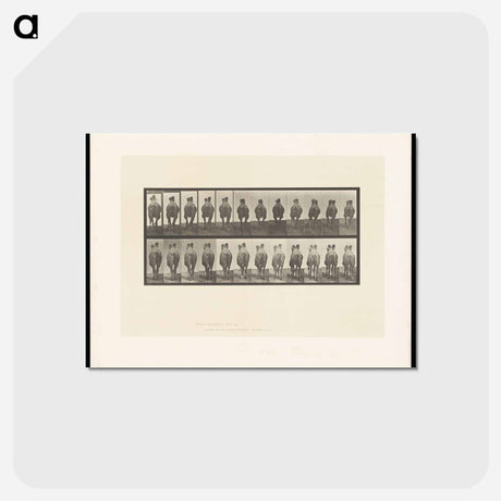 アートポストカード-Camel Walking
 - エドワード マイブリッジ Postcard.