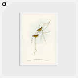 アートポストカード-Striated Acanthiza
 - ジョン グールド Postcard.