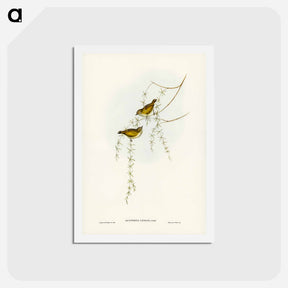 アートポストカード-Striated Acanthiza
 - ジョン グールド Postcard.
