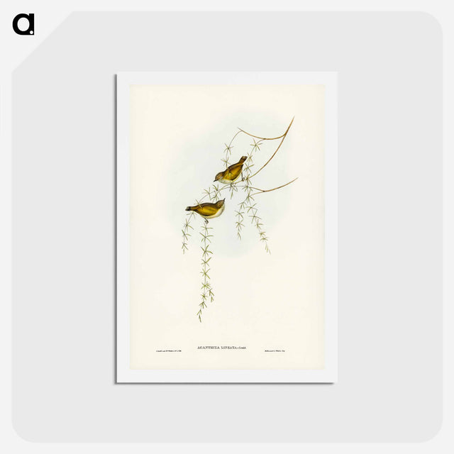 アートポストカード-Striated Acanthiza
 - ジョン グールド Postcard.