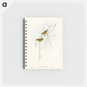 Striated Acanthiza
 - ジョン グールド Memo.