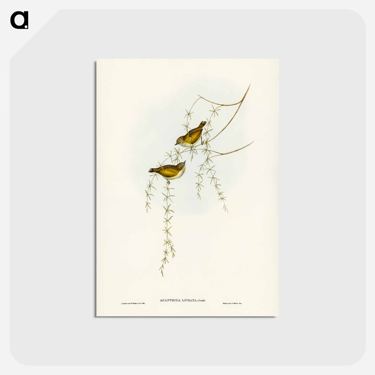 アートポストカード-Striated Acanthiza
 - ジョン グールド Postcard.