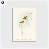 アートポストカード-Striated Acanthiza
 - ジョン グールド Postcard.