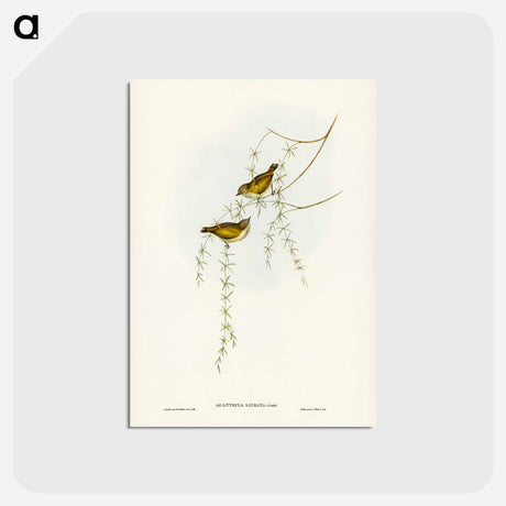 アートポストカード-Striated Acanthiza
 - ジョン グールド Postcard.