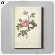 6-19_Pierre-Joseph-Redoute_canvas