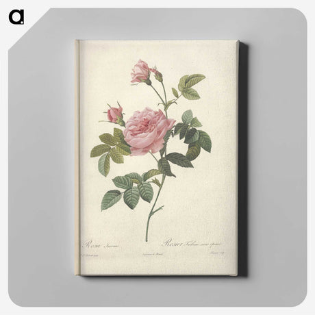 6-19_Pierre-Joseph-Redoute_canvas