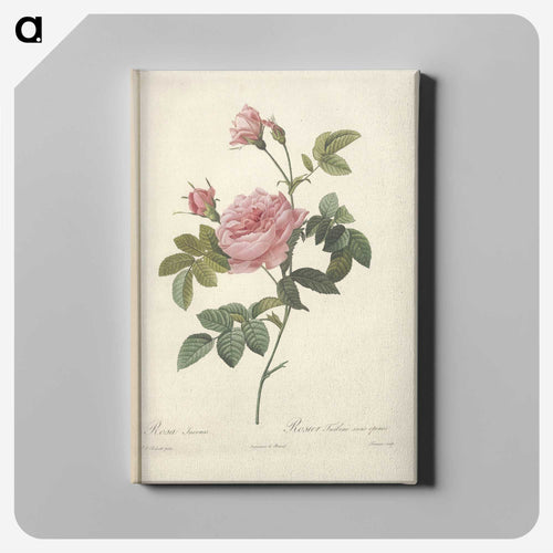 Rose illustration - ピエール ジョゼフ ルドゥーテ Canvas.