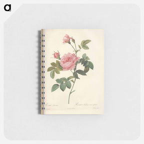 アートメモ帳-Rose illustration - ピエール ジョゼフ ルドゥーテ Memo.