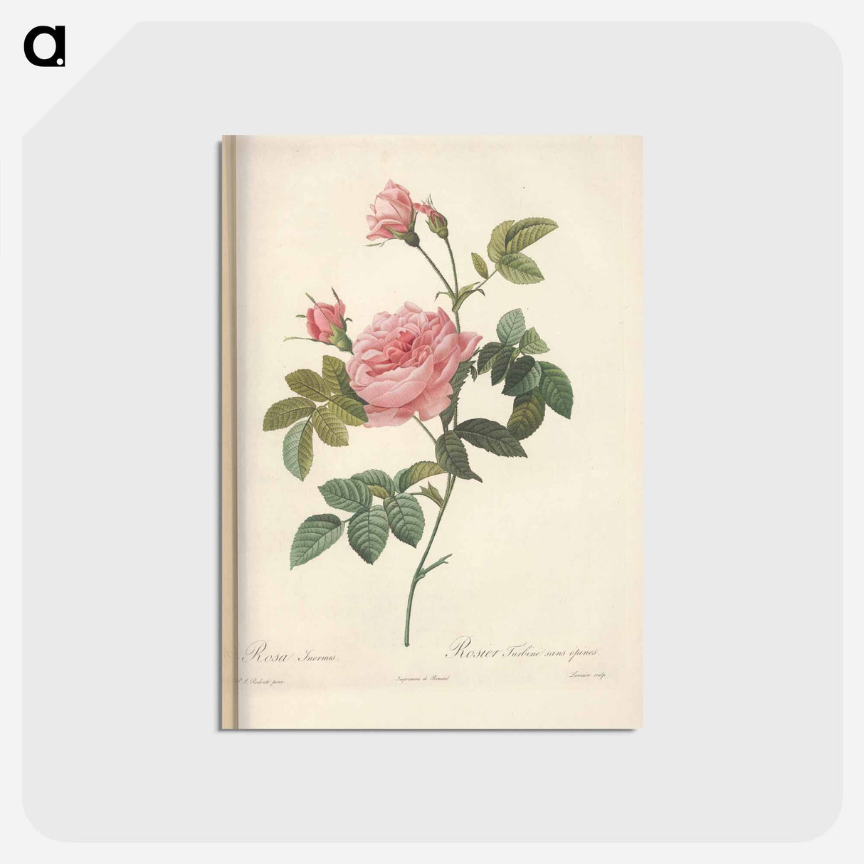 アートポストカード-Rose illustration - ピエール ジョゼフ ルドゥーテ Postcard.