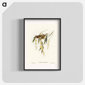 アートポスター-Brown Honey-eater
 - オーストラリアの鳥 Poster.