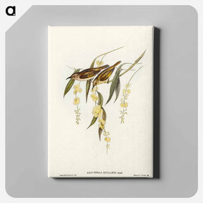 アートパネル-Brown Honey-eater
 - オーストラリアの鳥 Canvas.