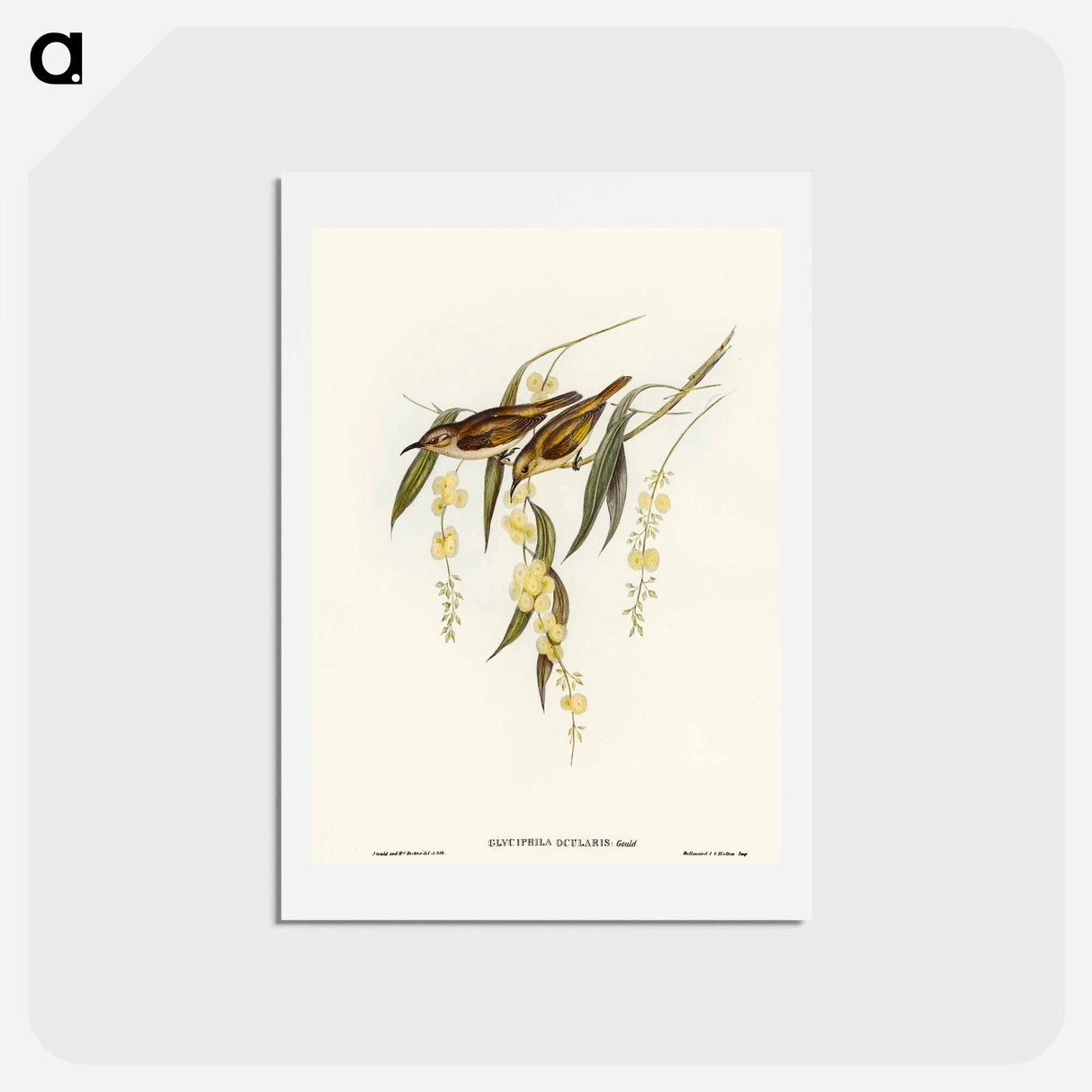 アートポストカード-Brown Honey-eater
 - オーストラリアの鳥 Postcard.