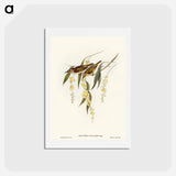 アートポストカード-Brown Honey-eater
 - オーストラリアの鳥 Postcard.