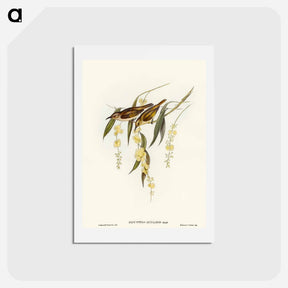 アートポストカード-Brown Honey-eater
 - オーストラリアの鳥 Postcard.