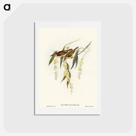 アートポストカード-Brown Honey-eater
 - オーストラリアの鳥 Postcard.