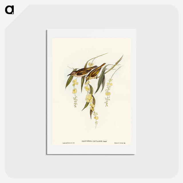 アートポストカード-Brown Honey-eater
 - オーストラリアの鳥 Postcard.