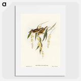 Brown Honey-eater
 - オーストラリアの鳥 Poster.