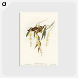 アートポストカード-Brown Honey-eater
 - オーストラリアの鳥 Postcard.