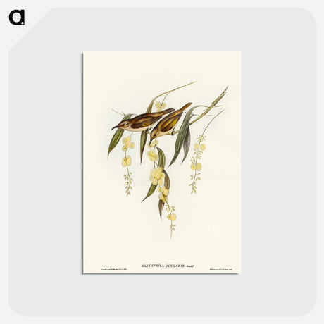 アートポストカード-Brown Honey-eater
 - オーストラリアの鳥 Postcard.