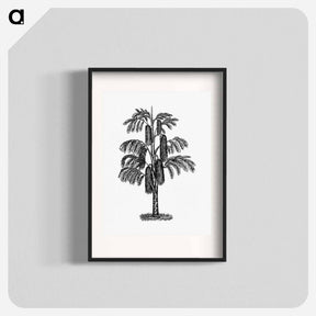 アートポスター-Tropical Tree from The West From Notebook Of A Traveler. In The Land Of Veddas, Ceylon
 - 大英図書館 Poster.
