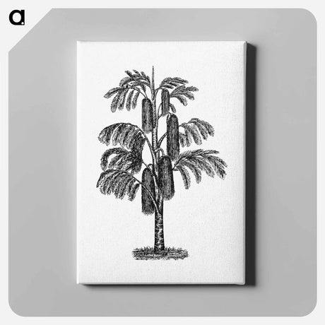 アートパネル-Tropical Tree from The West From Notebook Of A Traveler. In The Land Of Veddas, Ceylon
 - 大英図書館 Canvas.