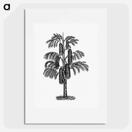 アートポスター-Tropical Tree from The West From Notebook Of A Traveler. In The Land Of Veddas, Ceylon
 - 大英図書館 Poster.