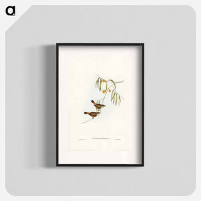 アートポスター-Chestnut-rumped Acanthiza
 - ジョン グールド Poster.