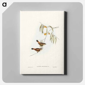 アートパネル-Chestnut-rumped Acanthiza
 - ジョン グールド Canvas.