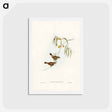 アートポストカード-Chestnut-rumped Acanthiza
 - ジョン グールド Postcard.
