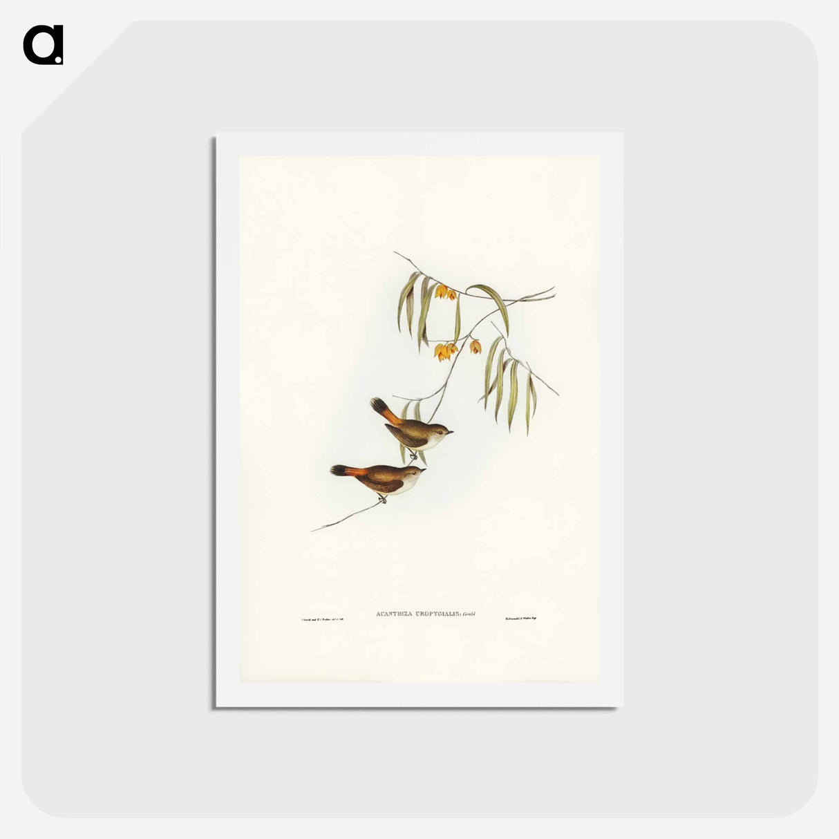 アートポストカード-Chestnut-rumped Acanthiza
 - ジョン グールド Postcard.